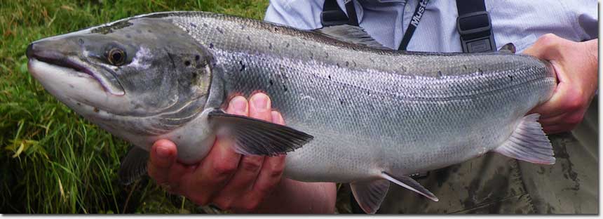 Salmon