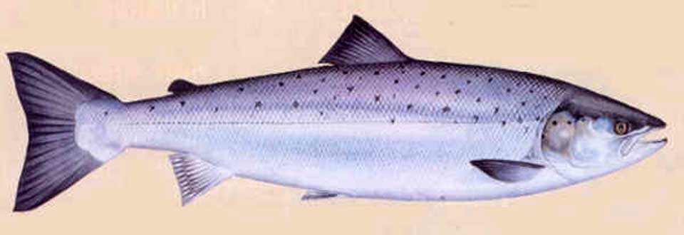 Salmon